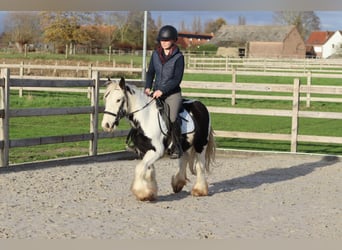 Gypsy Horse, Gelding, 4 years, 12.1 hh, Pinto