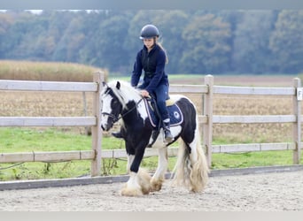 Gypsy Horse, Gelding, 4 years, 12,1 hh, Pinto