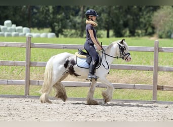 Gypsy Horse, Gelding, 4 years, 12.1 hh, Pinto