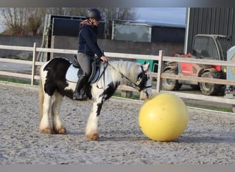 Gypsy Horse, Gelding, 4 years, 12.1 hh, Pinto