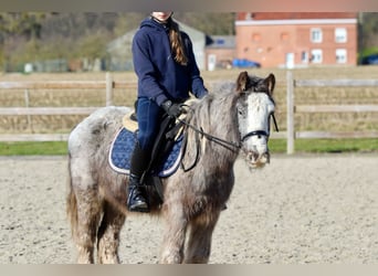 Gypsy Horse, Gelding, 4 years, 12,1 hh, Roan-Blue