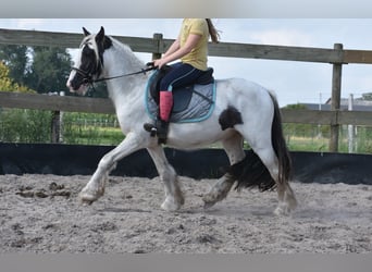 Gypsy Horse, Gelding, 4 years, 12.2 hh, Pinto