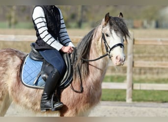 Gypsy Horse, Gelding, 4 years, 12,2 hh, Roan-Red