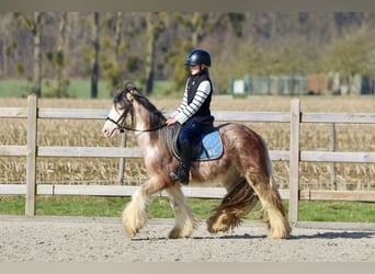 Gypsy Horse, Gelding, 4 years, 12,2 hh, Roan-Red