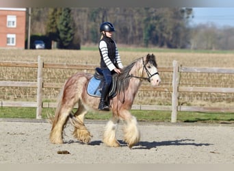 Gypsy Horse, Gelding, 4 years, 12,2 hh, Roan-Red