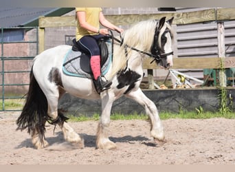 Gypsy Horse, Gelding, 4 years, 12.3 hh, Pinto