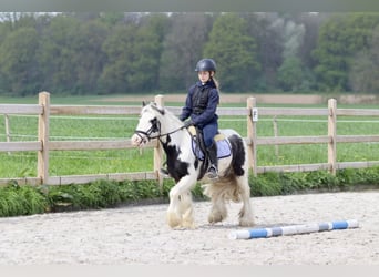 Gypsy Horse, Gelding, 4 years, 12 hh, Pinto