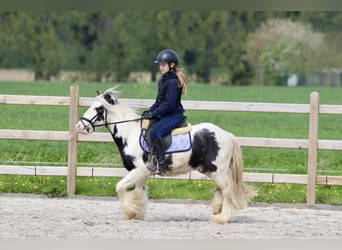 Gypsy Horse, Gelding, 4 years, 12 hh, Pinto