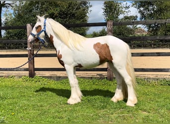 Gypsy Horse, Gelding, 4 years, 12 hh, Pinto