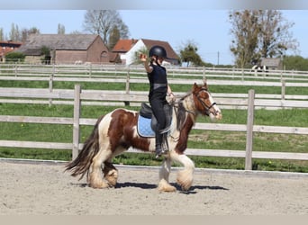 Gypsy Horse, Gelding, 4 years, 12 hh, Pinto