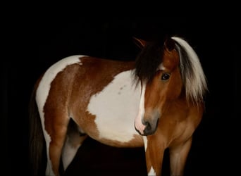 Gypsy Horse, Gelding, 4 years, 12 hh