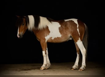 Gypsy Horse, Gelding, 4 years, 12 hh