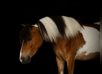 Gypsy Horse, Gelding, 4 years, 12 hh