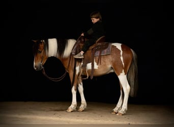 Gypsy Horse, Gelding, 4 years, 12 hh