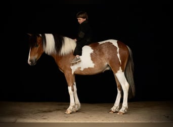 Gypsy Horse, Gelding, 4 years, 12 hh