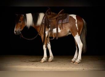 Gypsy Horse, Gelding, 4 years, 12 hh