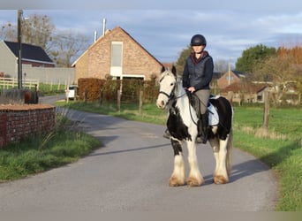 Gypsy Horse, Gelding, 4 years, 12,1 hh, Pinto