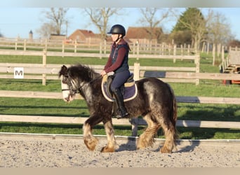 Gypsy Horse, Gelding, 4 years, 12,2 hh, Dunalino