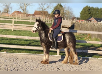 Gypsy Horse, Gelding, 4 years, 12,2 hh, Dunalino