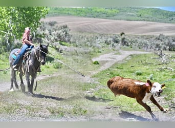 Gypsy Horse Mix, Gelding, 4 years, 12,3 hh, Roan-Blue