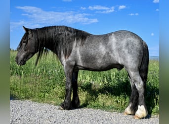 Gypsy Horse Mix, Gelding, 4 years, 12,3 hh, Roan-Blue