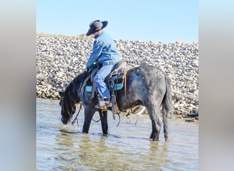 Gypsy Horse Mix, Gelding, 4 years, 12,3 hh, Roan-Blue