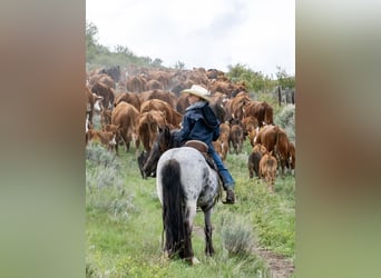 Gypsy Horse Mix, Gelding, 4 years, 12,3 hh, Roan-Blue
