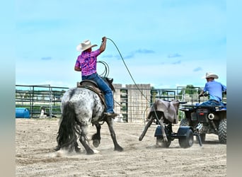 Gypsy Horse Mix, Gelding, 4 years, 12,3 hh, Roan-Blue