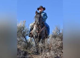 Gypsy Horse Mix, Gelding, 4 years, 12,3 hh, Roan-Blue