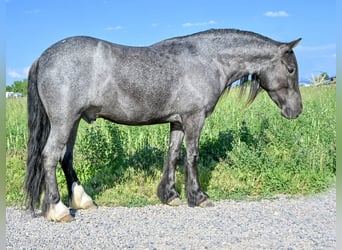 Gypsy Horse Mix, Gelding, 4 years, 12,3 hh, Roan-Blue