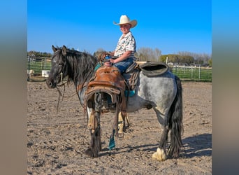 Gypsy Horse Mix, Gelding, 4 years, 12,3 hh, Roan-Blue