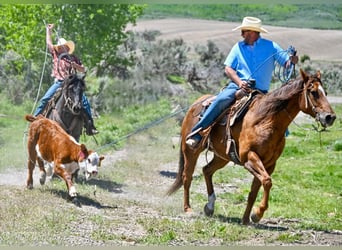 Gypsy Horse Mix, Gelding, 4 years, 12,3 hh, Roan-Blue
