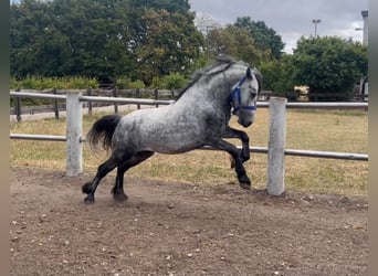 Gypsy Horse Mix, Gelding, 4 years, 13.1 hh, Grey-Dapple