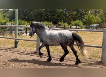Gypsy Horse Mix, Gelding, 4 years, 13.1 hh, Grey-Dapple