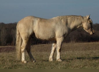 Gypsy Horse Mix, Gelding, 4 years, 13,1 hh, Palomino