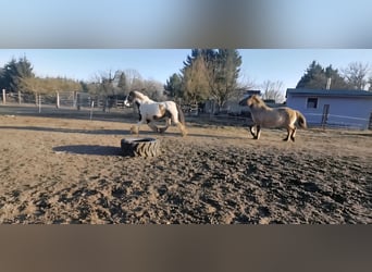 Gypsy Horse, Gelding, 4 years, 13.1 hh, Pinto