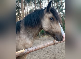 Gypsy Horse Mix, Gelding, 4 years, 13,1 hh, Red Dun