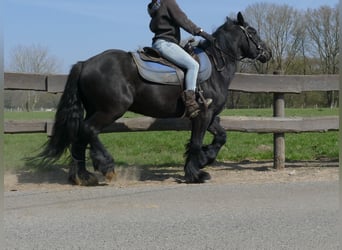 Gypsy Horse, Gelding, 4 years, 13.2 hh, Black