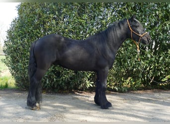 Gypsy Horse, Gelding, 4 years, 13.2 hh, Black