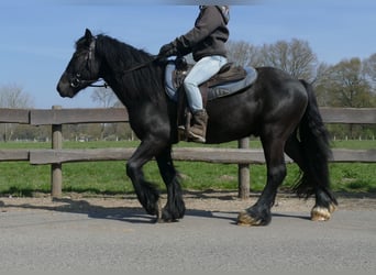 Gypsy Horse, Gelding, 4 years, 13.2 hh, Black
