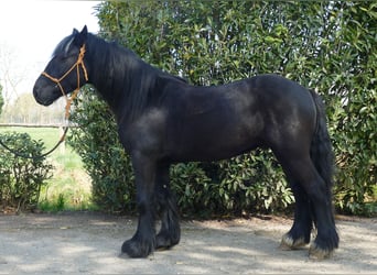 Gypsy Horse, Gelding, 4 years, 13.2 hh, Black