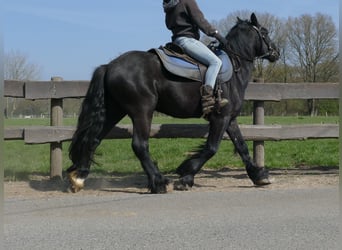 Gypsy Horse, Gelding, 4 years, 13.2 hh, Black