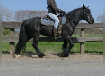Gypsy Horse, Gelding, 4 years, 13.2 hh, Black