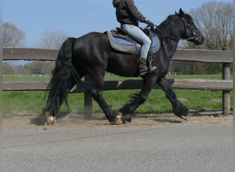 Gypsy Horse, Gelding, 4 years, 13.2 hh, Black