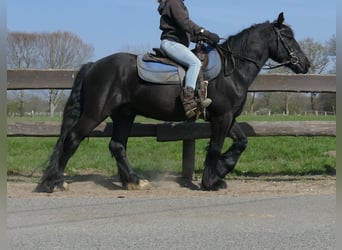 Gypsy Horse, Gelding, 4 years, 13.2 hh, Black