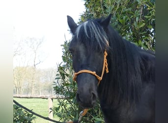 Gypsy Horse, Gelding, 4 years, 13.2 hh, Black
