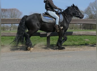 Gypsy Horse, Gelding, 4 years, 13.2 hh, Black