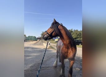 Gypsy Horse, Gelding, 4 years, 13.2 hh, Brown