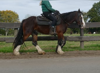 Gypsy Horse, Gelding, 4 years, 13,2 hh, Brown