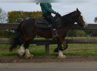 Gypsy Horse, Gelding, 4 years, 13,2 hh, Brown